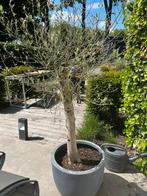 Prachtige Olijfboom in pot., 100 tot 250 cm, Olijfboom, Ophalen, Volle zon