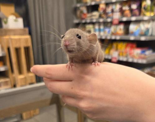 Jonge tamme mannelijke dwergratten ( fokker), Dieren en Toebehoren, Knaagdieren, Mannelijk, Rat, Na 1 juli 2024, Tam