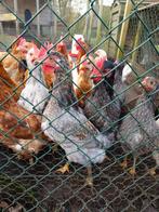 2 raszuivere Araucana hanen, Mannelijk, Kip