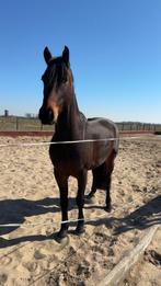 Knappe 4 jarige kruising fries, Dieren en Toebehoren, Paarden, Ruin, Dressuurpaard, 3 tot 6 jaar