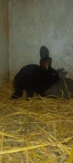 Vlaamse reuzen, Dieren en Toebehoren, Meerdere dieren, Groot, 0 tot 2 jaar