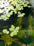 Mini watersla - aquarium drijfplantjes 2-4cm, Dieren en Toebehoren, Vissen | Aquaria en Toebehoren, Ophalen of Verzenden