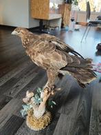 Opgezette Buizerd roofvogel taxidermy, Verzamelen, Dierenverzamelingen, Ophalen of Verzenden, Nieuw, Opgezet dier