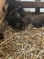 Blauwe Wener x Gents Baardkonijn, Dieren en Toebehoren, Konijnen, Mannelijk, 0 tot 2 jaar