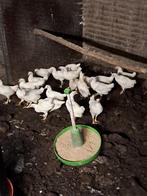 Jonge witte leghorn,  Legkip, Dieren en Toebehoren, Pluimvee, Vrouwelijk, Kip