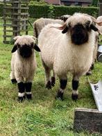 Wol van de wallische swartnase, Dieren en Toebehoren, Schapen, Geiten en Varkens, Schaap
