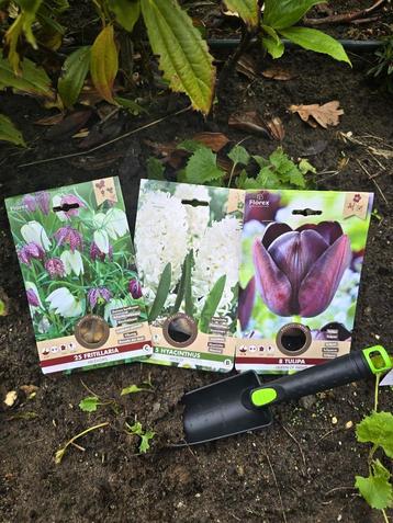 Bloembollen Mix Fritillaria, Tulpen en Hyachinthen - 38 bol beschikbaar voor biedingen