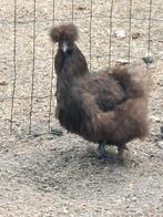 Zijdehoen hennen, Dieren en Toebehoren, Pluimvee