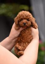 Toy poedel/ dwergpoedel pup, Dieren en Toebehoren, Poedel, Rabiës (hondsdolheid), 15 weken tot 1 jaar, Teef