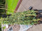 14x Hedera 'Woerner' 150-175 cm, Tuin en Terras, Ophalen, Overige soorten, 100 tot 250 cm