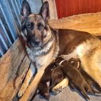 Duitse herder pups met rechte rug, 8 tot 15 weken, Meerdere, Meerdere dieren, Herder