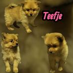 Super mooie dwergkees pups te koop, Dieren en Toebehoren, België, Particulier, Rabiës (hondsdolheid), Overige rassen