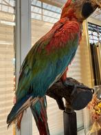 Prachtig opgezette vintage 3 colour ara, Meerdere dieren, Papegaai