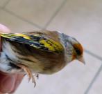 Bastaard putter man 2024 ,super zanger !, Mannelijk, Wildzangvogel, Geringd