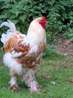 Brahma goud wit gezoomde haan, Dieren en Toebehoren, Pluimvee, Mannelijk, Kip