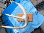 Hertshoorn, Ophalen of Verzenden, Zo goed als nieuw, Hout, Minder dan 100 cm