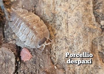 Porcellio despaxi  beschikbaar voor biedingen