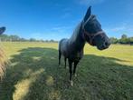 Diversen shetlanders, Dieren en Toebehoren, Paarden, Merrie, Minder dan 160 cm, Recreatiepaard, 0 tot 2 jaar