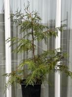 3 Coniferen Thuja occidentalis in pot, Tuin en Terras, Planten | Bomen, Halfschaduw, Overige soorten, Lente, Minder dan 100 cm