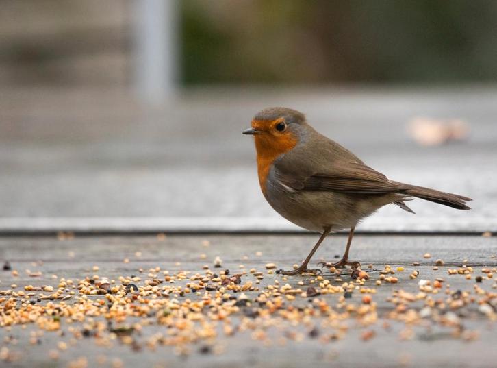 Strooivoer voor buitenvogels, 20 kilo, gratis verzending, Dieren en Toebehoren, Dierenvoeding, Vogel, Ophalen of Verzenden