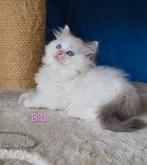 Super lieve Ragdoll kittens, Dieren en Toebehoren, Meerdere dieren, Gechipt
