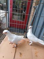 Koppel, Dieren en Toebehoren, Pluimvee, Meerdere dieren, Eend