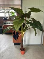 Prachtige kunst plant, Ophalen of Verzenden, Volle zon, Overige soorten