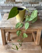 Philondendron scandens in pot, Huis en Inrichting, Kamerplanten, Overige soorten, In pot, Minder dan 100 cm, Groene kamerplant