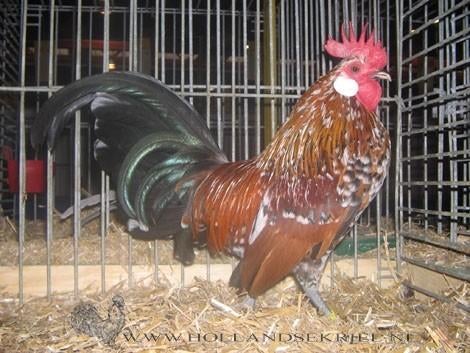 Gezocht hollandse kriel porselein, Dieren en Toebehoren, Meerdere dieren, Kip