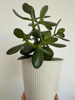 Stunning karmerplant indoor plant, Ophalen, Halfschaduw, Minder dan 100 cm