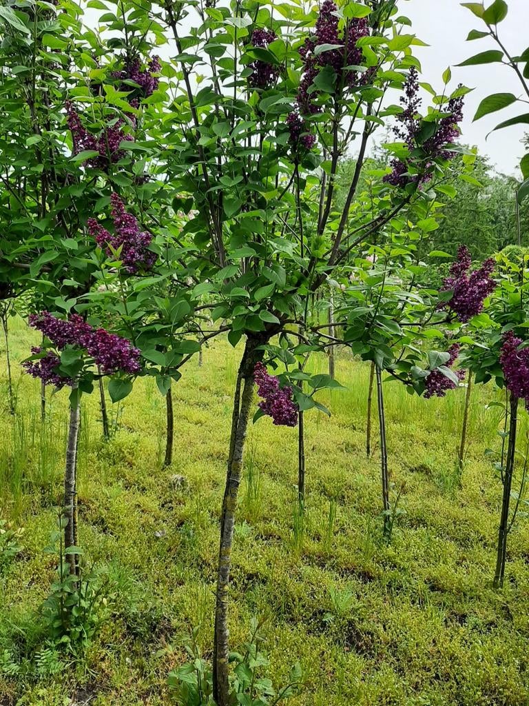 Seringen op stam, Ophalen