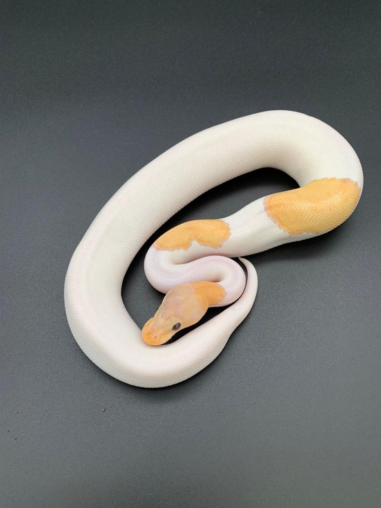 1.0 banana mojave piebald python regius, Dieren en Toebehoren, Slang, Tam, 0 tot 2 jaar