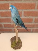 Nieuw opgezette blauwe Catharina parkiet, Verzenden, Nieuw, Vogel, Opgezet dier