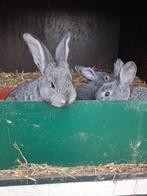 Jonge vlaamse reuzen, Meerdere dieren, Groot, 0 tot 2 jaar