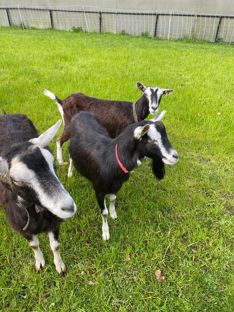 Zwarte toggenburger/alpine bok ter dekking, Mannelijk, Geit
