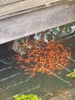 Goudwindes (per 5, 10 of 20), Baars of Goudwinde