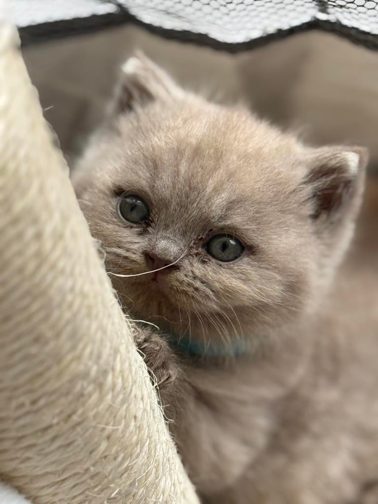 Britse korthaar kittens in lilac, Dieren en Toebehoren, Meerdere dieren, Ontwormd