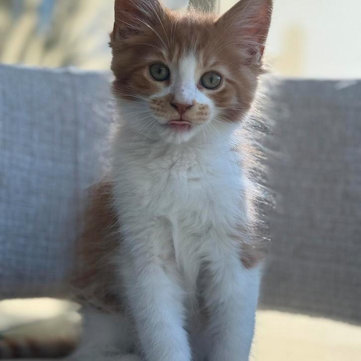 Prachtige Maine Coon kittens te koop, Dieren en Toebehoren, Katten en Kittens | Raskatten | Langhaar, Meerdere dieren, 0 tot 2 jaar