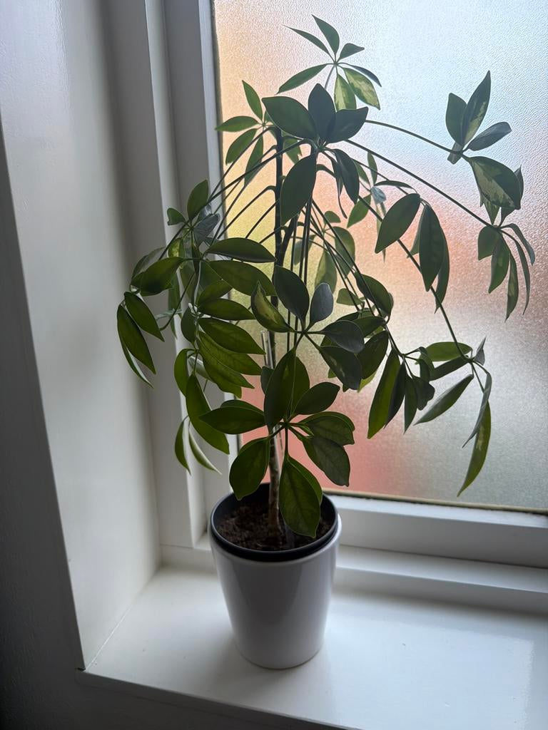 Mooie Schefflera (Vingersboom) in pot, Overige soorten, In pot, Minder dan 100 cm, Groene kamerplant