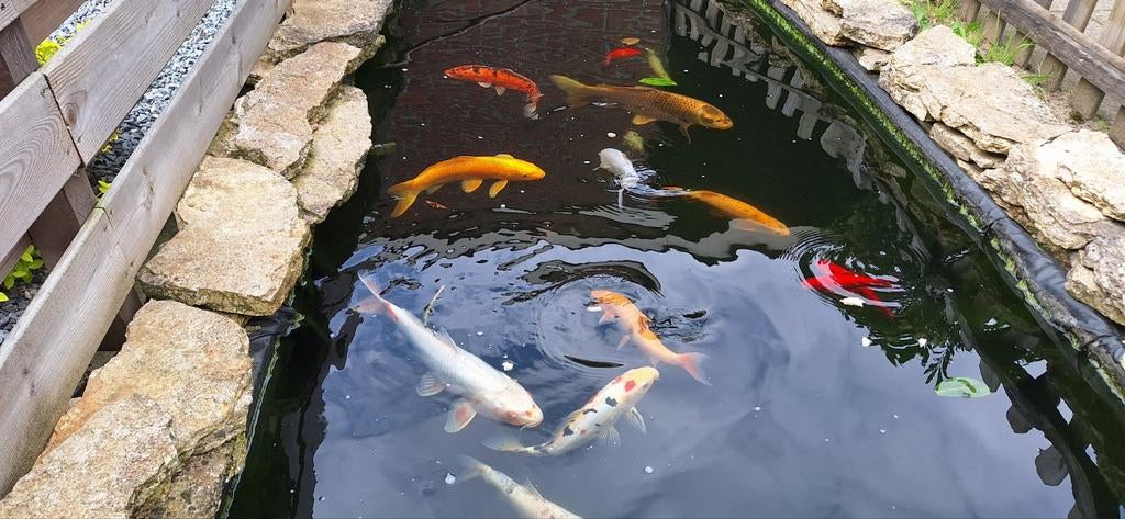 Aantal koi's en diverse vissen, Dieren en Toebehoren, Vissen | Vijvervissen, Karper of Koi