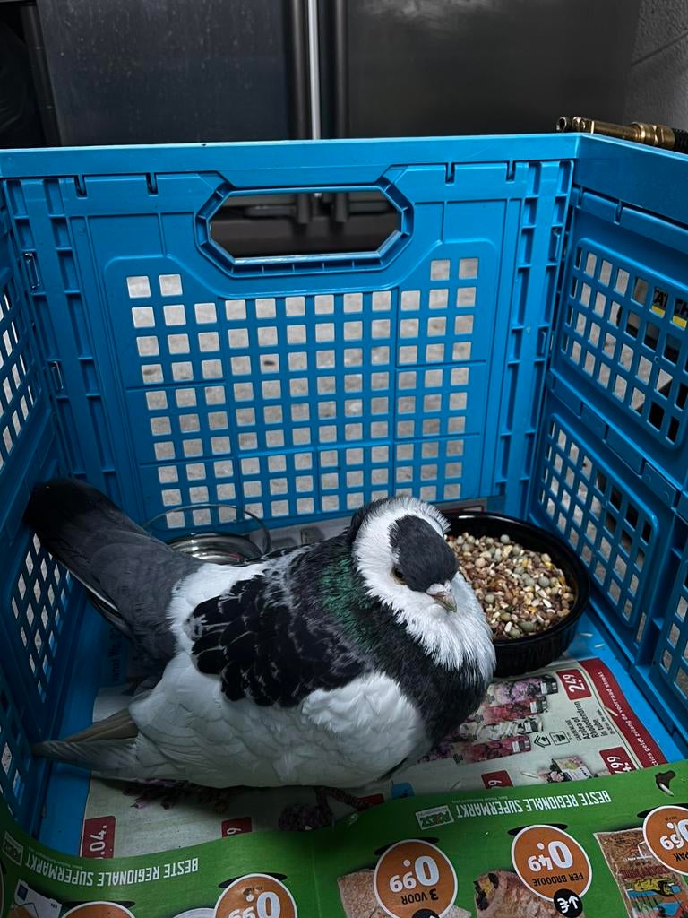 Felegyhazer duivelaar, Dieren en Toebehoren, Vogels | Duiven, Geslacht onbekend, Overige soorten