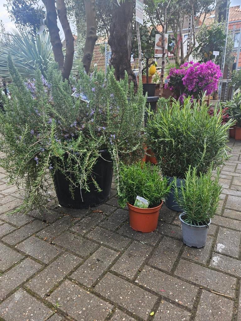 4 maten Rozemarijn vanaf 3,49