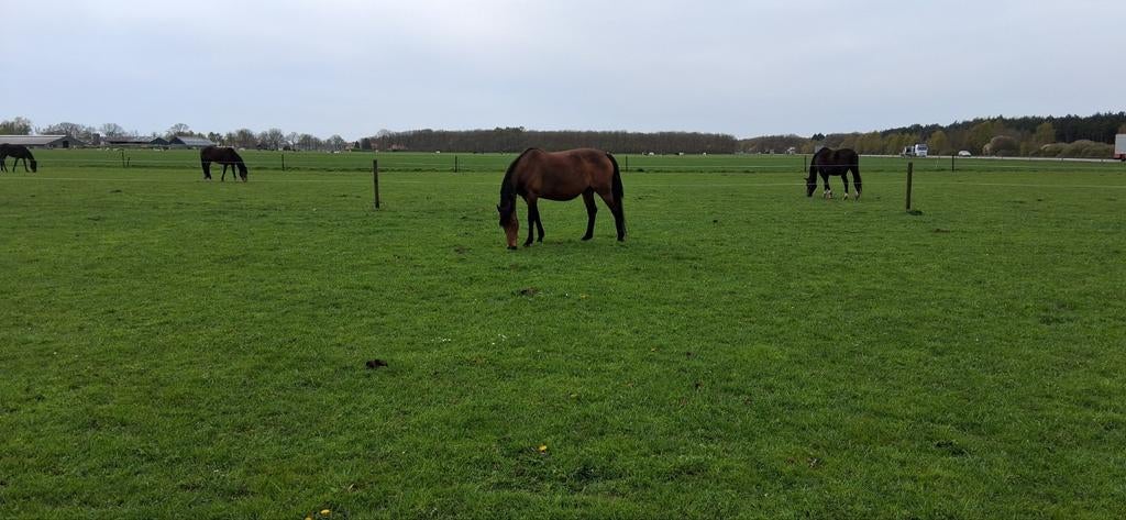Paarden drachtig, Dieren en Toebehoren, Stalling en Weidegang, Toebehoren