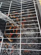 Verschillende vissen, Overige soorten