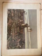 Twee oude schoolplaten van uitgeverij Noordhof., Ophalen, Natuur en Biologie