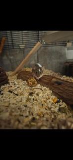 Schattige kleur muisjes, Dieren en Toebehoren, Knaagdieren, Februari, Meerdere dieren, Muis