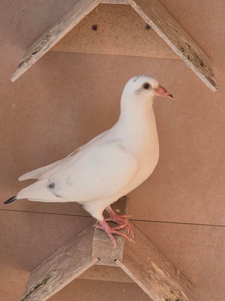 5 jong duiven, Meerdere dieren, Postduif