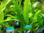 Hobbyaquarium aquariumplanten duur ? uitzoeken, Vis, Zoetwatervis