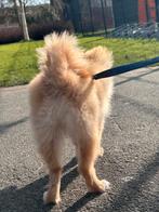 Pomeriaan 6 maanden oud, 15 weken tot 1 jaar, Teef, Parvo, Eén hond