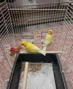 Kanariepaar, Mannelijk